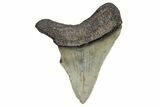 Serrated, Juvenile Megalodon Tooth - South Carolina #248870-1